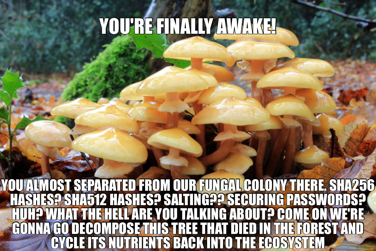fungal colony meme